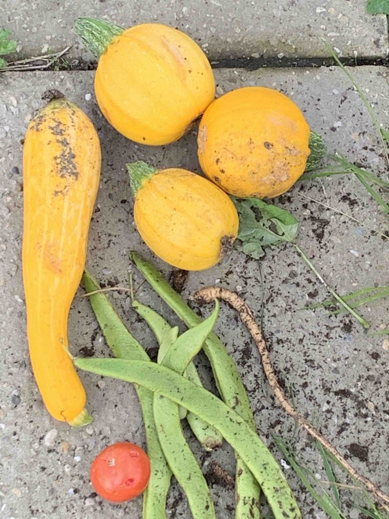 Groente uit de moestuin