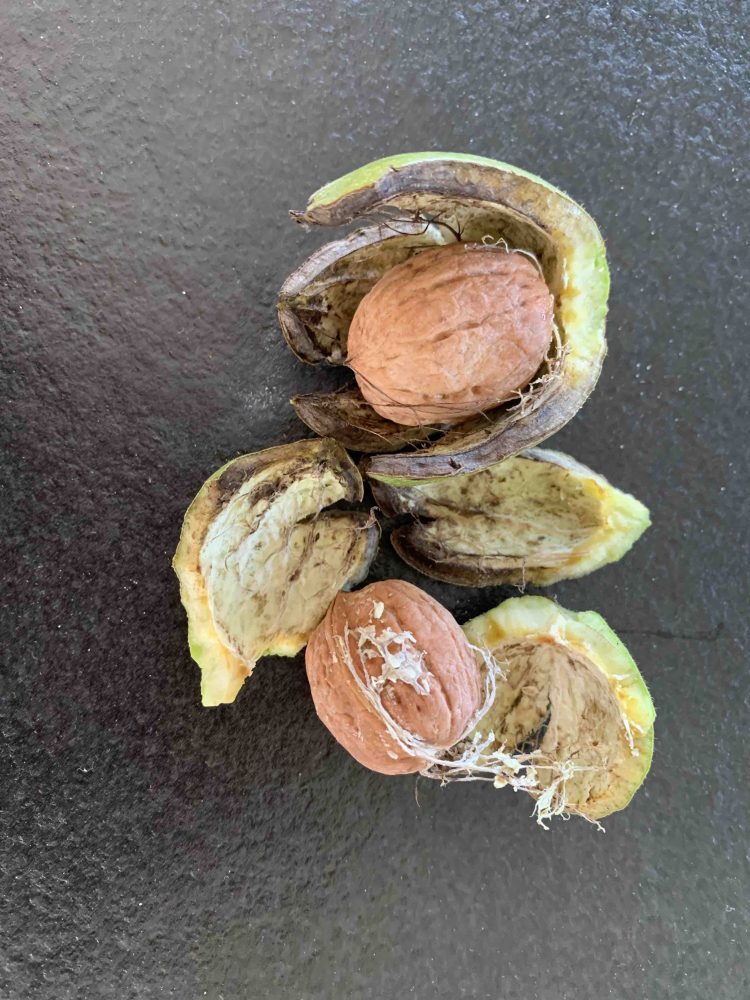 Walnoten uit de moestuin