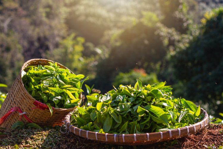 Geschiedenis van beroemde gerechten #43: koffie en thee - My happy