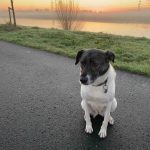 Hond Pien