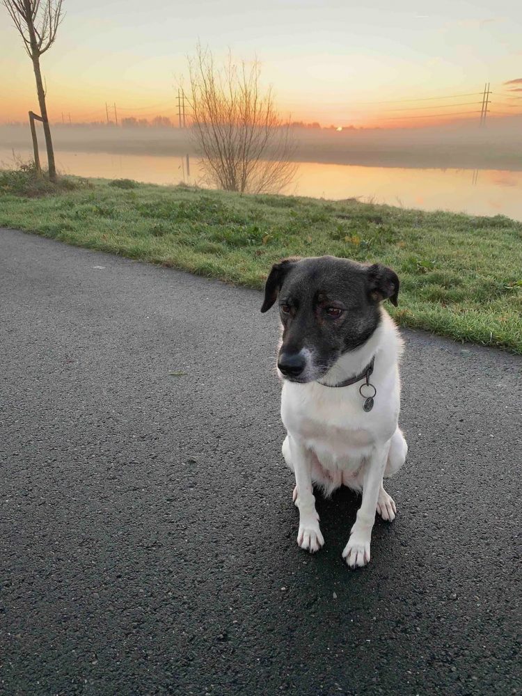 Hond Pien
