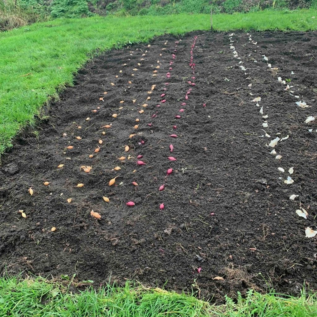 Uit de moestuin: uien