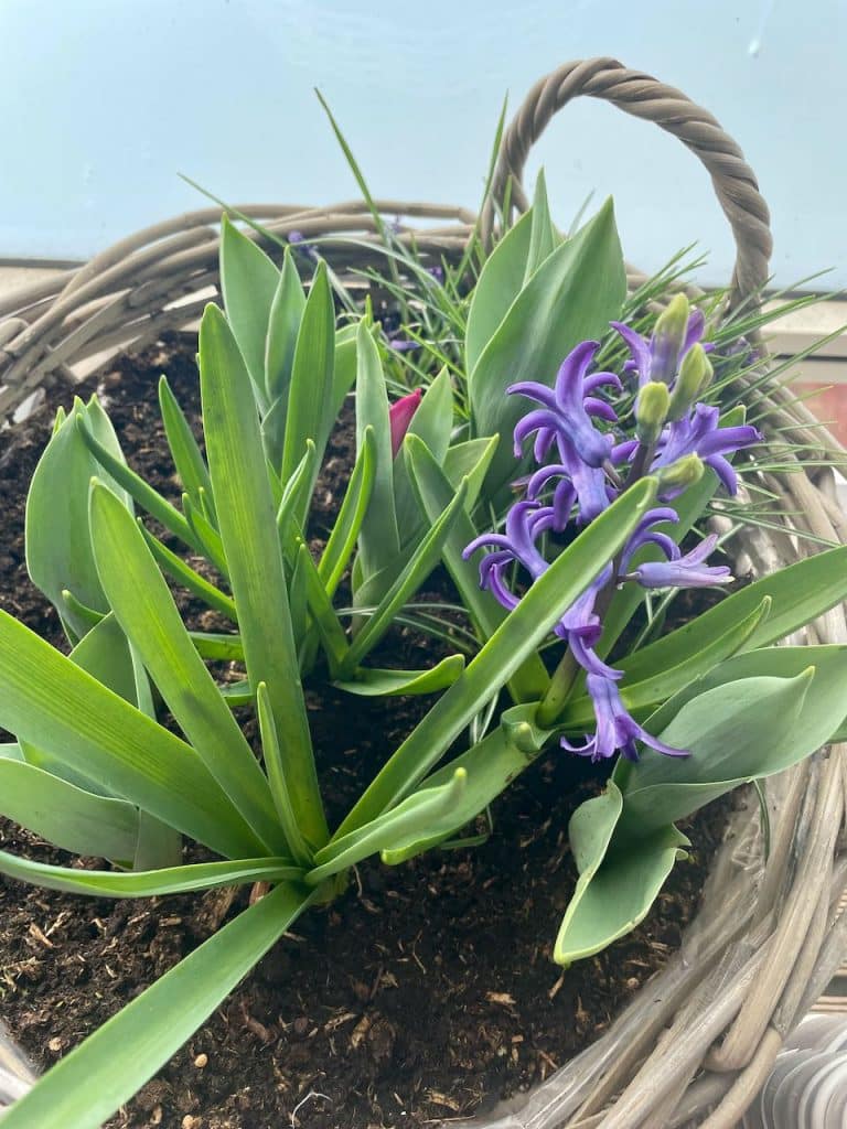 Bloemen op balkon