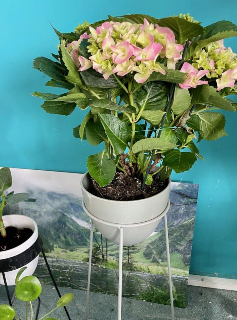 Cadeautips voor moederdag: hortensia