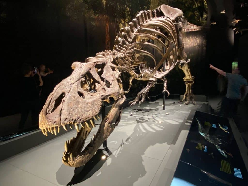 Naturalis - T-rex Trix
