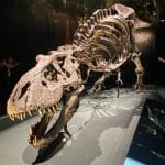 Naturalis - T-rex Trix