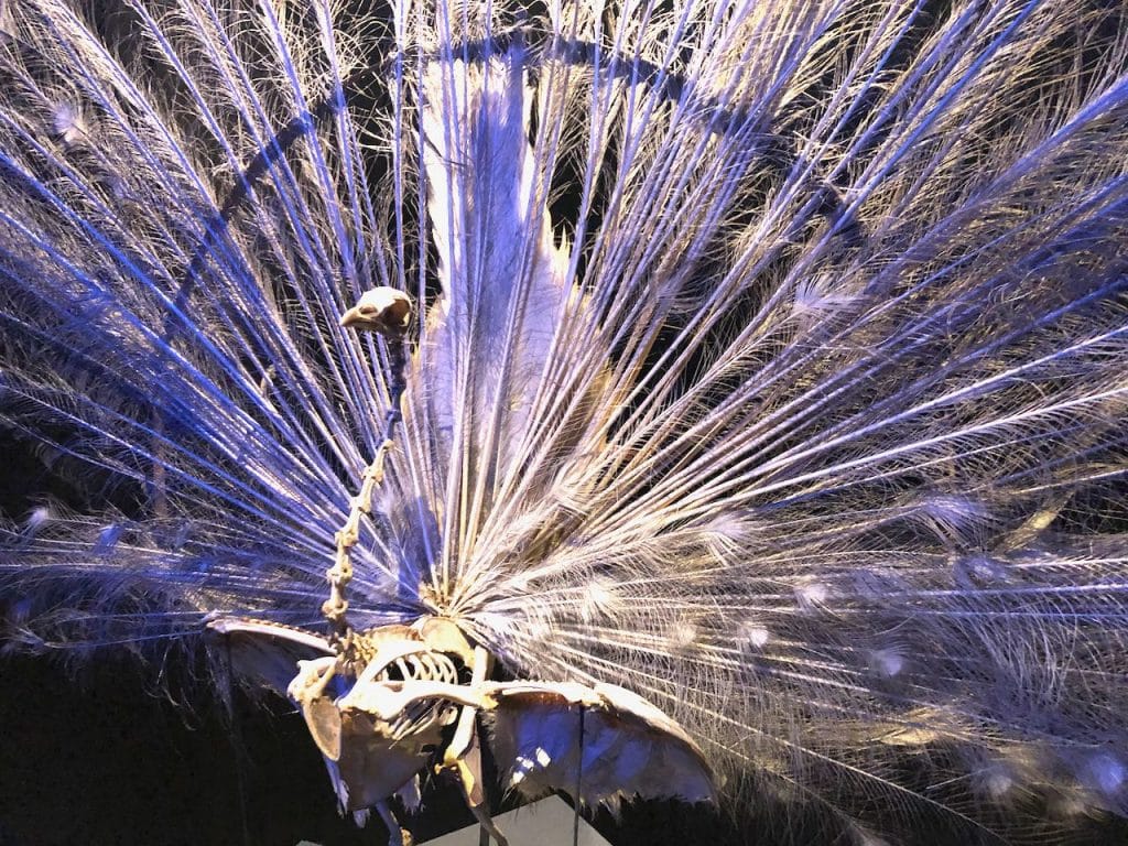 Naturalis bezoeken met kinderen