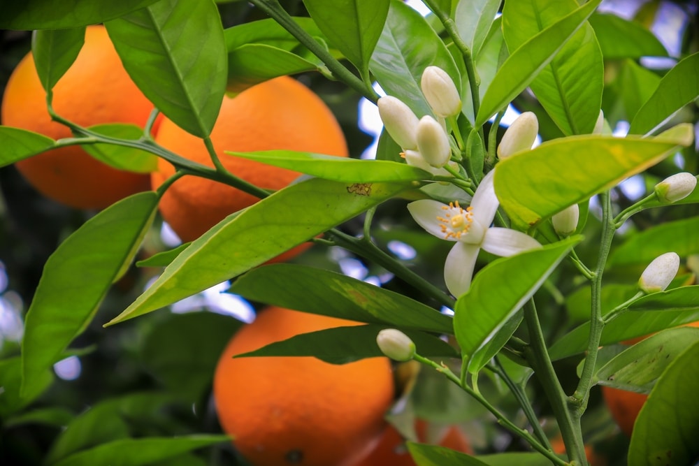 Neroli