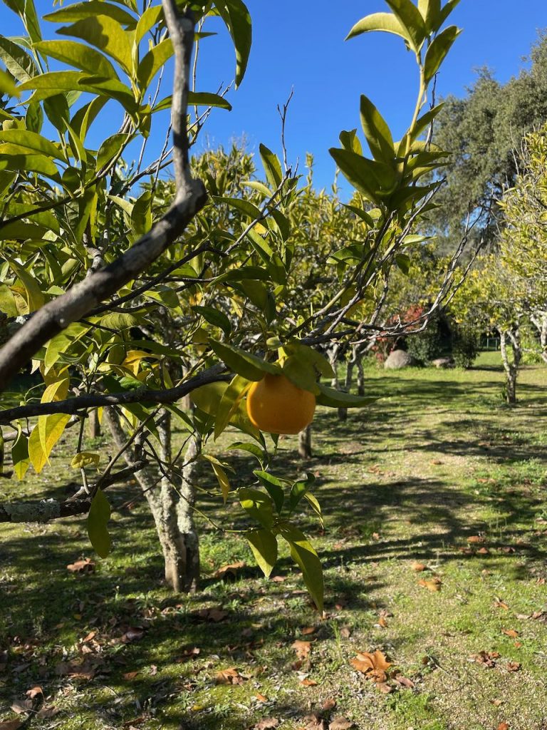 Sinaasappelboom (Cyprus)
