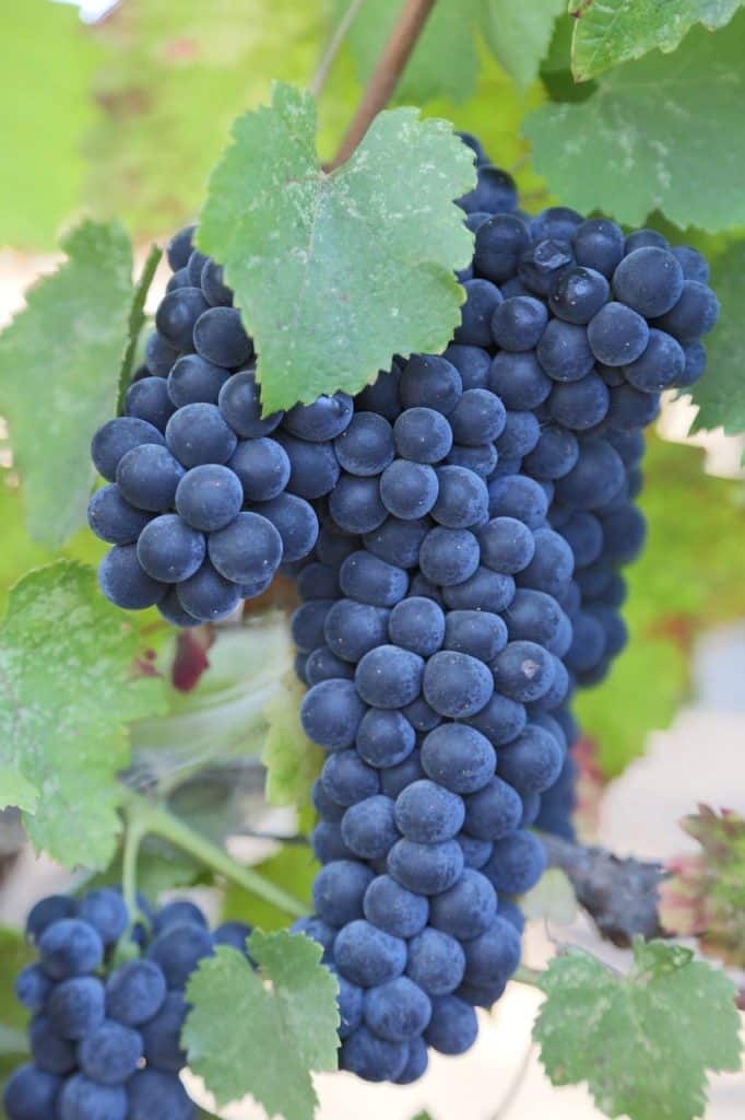 cabernet sauvignon