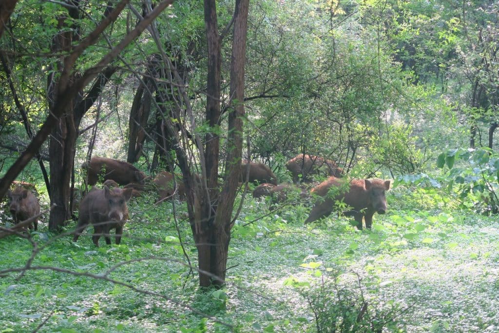Ranthambore National Park