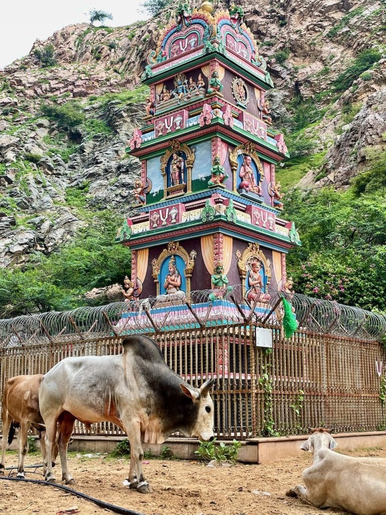 Galtaji monkey tempel