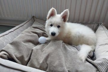 Buster