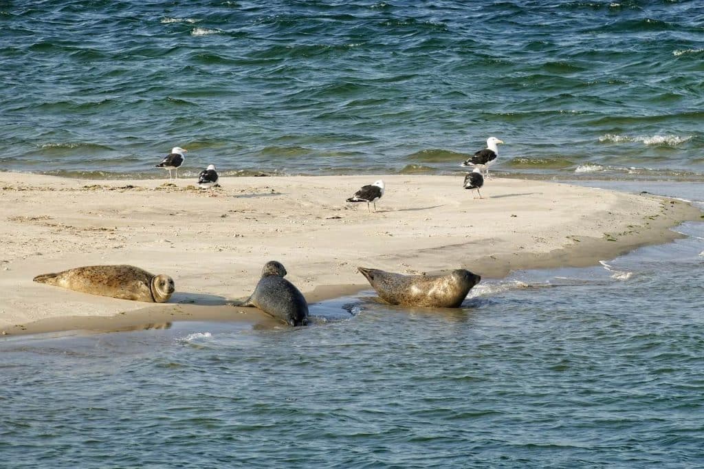 bezienswaardigheden op Ameland -zeehonden
