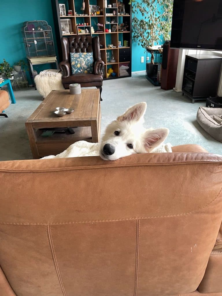 Buster
