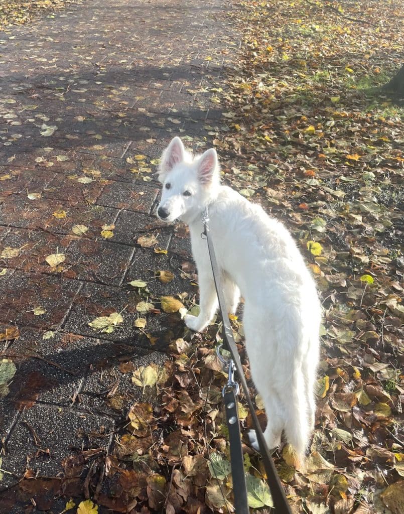 eerste drie maanden met een puppy