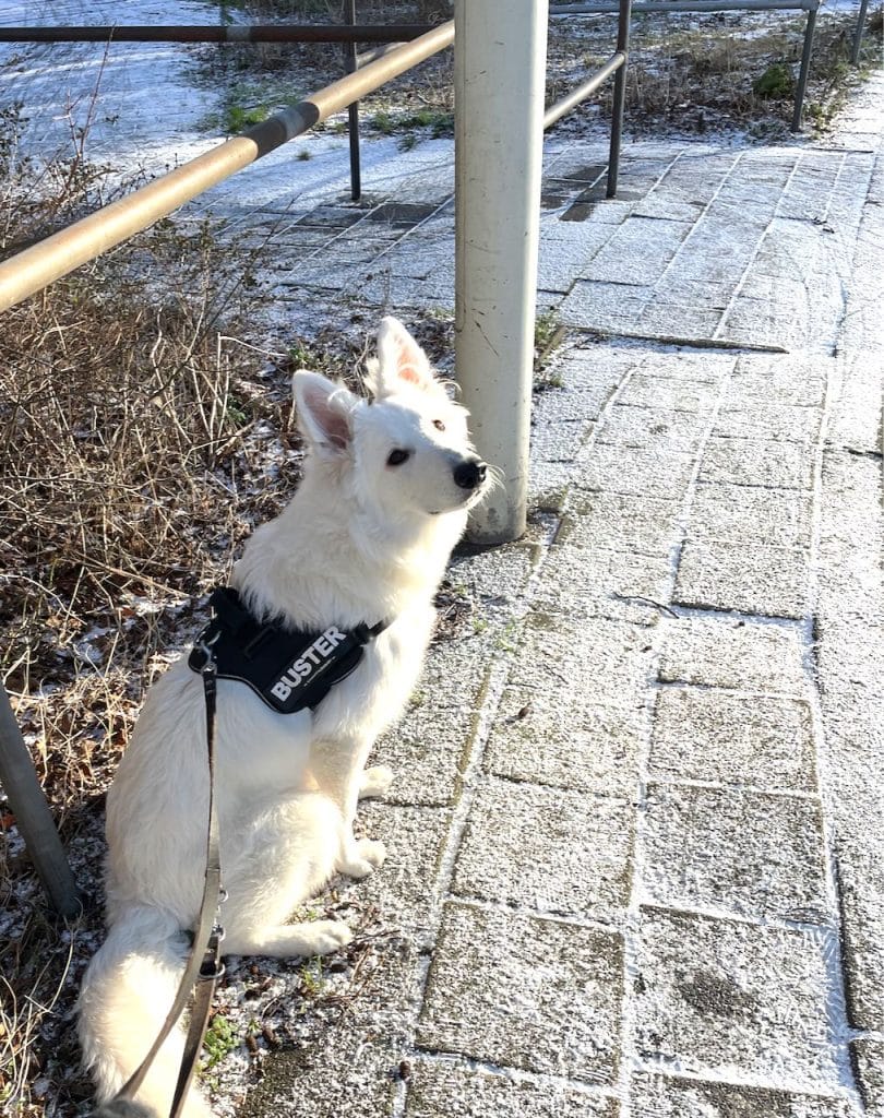 Buster in de sneeuw