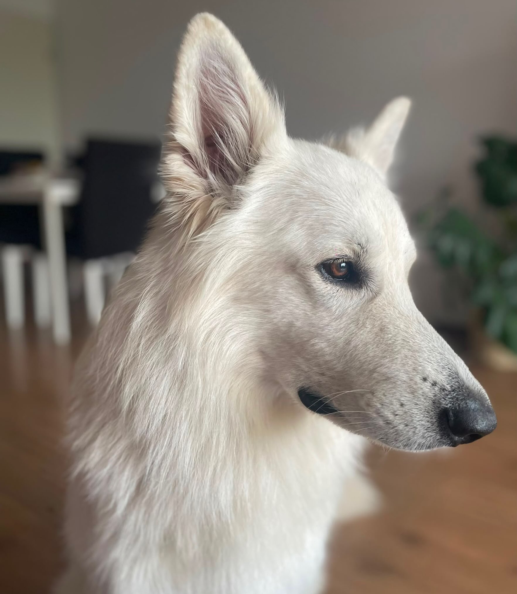 Drie dingen die mijn lieve Zwitserse herder Buster mij geleerd heeft: 🍂 Liefde voor de seizoenen-iedere dag heel bewust buiten wandelen heeft mij weer doen inzien hoe mooi je in Nederland álle seizoenen kunt beleven. De eerste blaadjes, prachtige veldbloemen, de kleurrijke herfst en de heerlijke geur van regen na een warme dag. Nu nog een flink pak sneeuw! 🏡 Mijn wijk - ik woon hier al 36 jaar maar heb nog nooit zoveel buren en straten leren kennen als in de afgelopen drie jaar. Een hond nodigt eenvoudig uit tot een gezellig praatje! 🧘 Vertragen - je zou denken dat je met een grote hond heel wat meters maakt maar het liefste gaat hij snuffelen. Dus staan we om de paar meter weer stil voor een uitgebreide snuffelsessie en een plasje. Omdat ik nooit mijn telefoon meeneem heb ik tijdens die wandelingen meer oog voor mijn omgeving én bedenk ik vaak de leukste artikelen, de lekkerste recepten en de origineelste ideeën. Heb jij een hond en herken je je hierin?
#hond #zwitserseherder #dierenliefde #huisdier