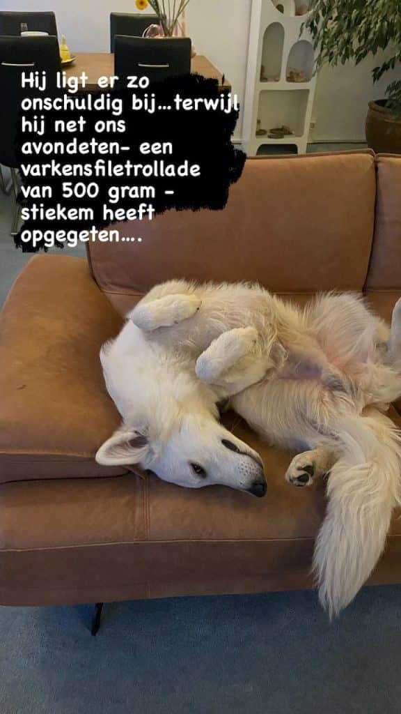 Hond ligt uit te buiken op de bank