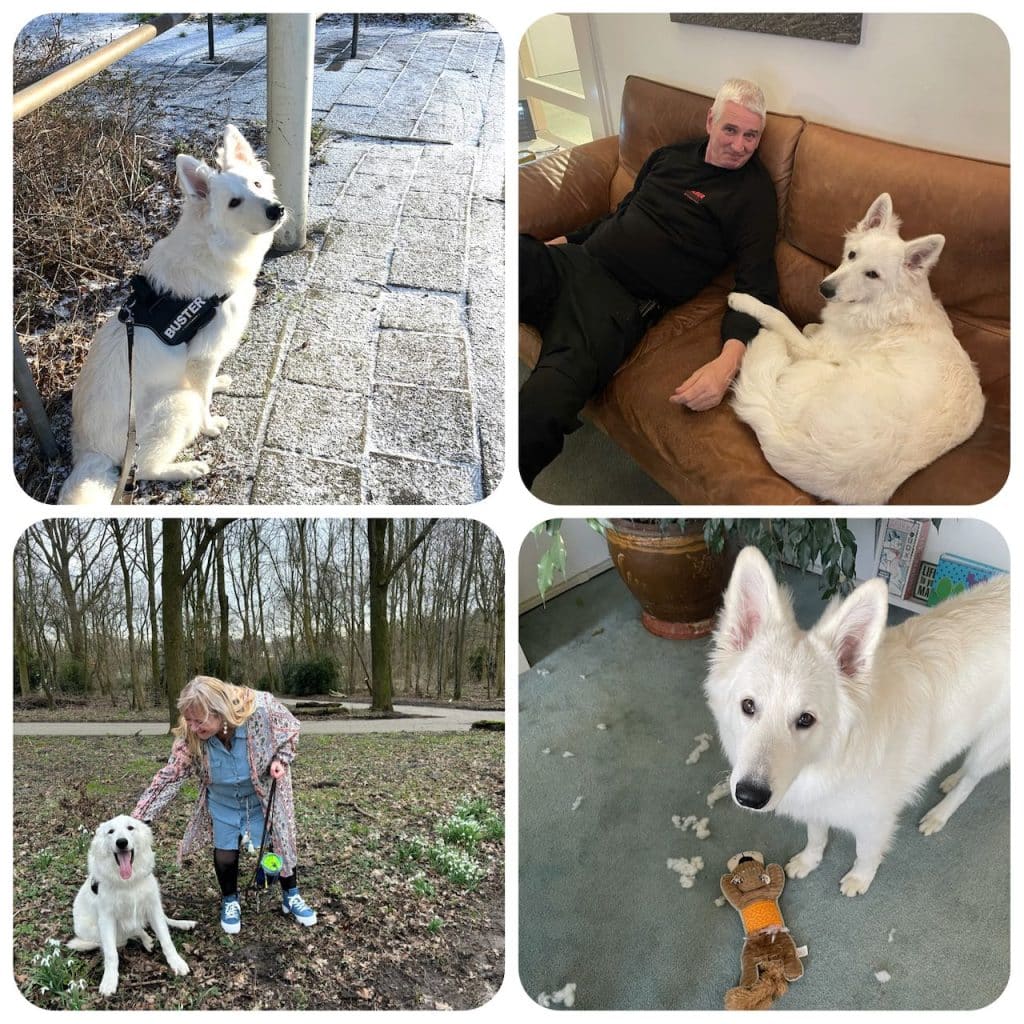 Buster collage