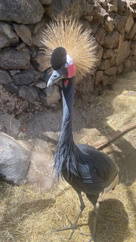 Uitstapjes op La Palma - Maroparque