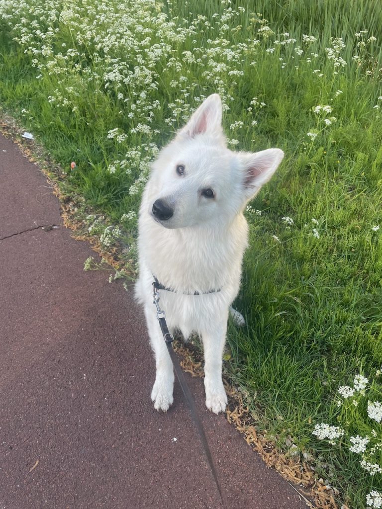 Wandelen met Buster