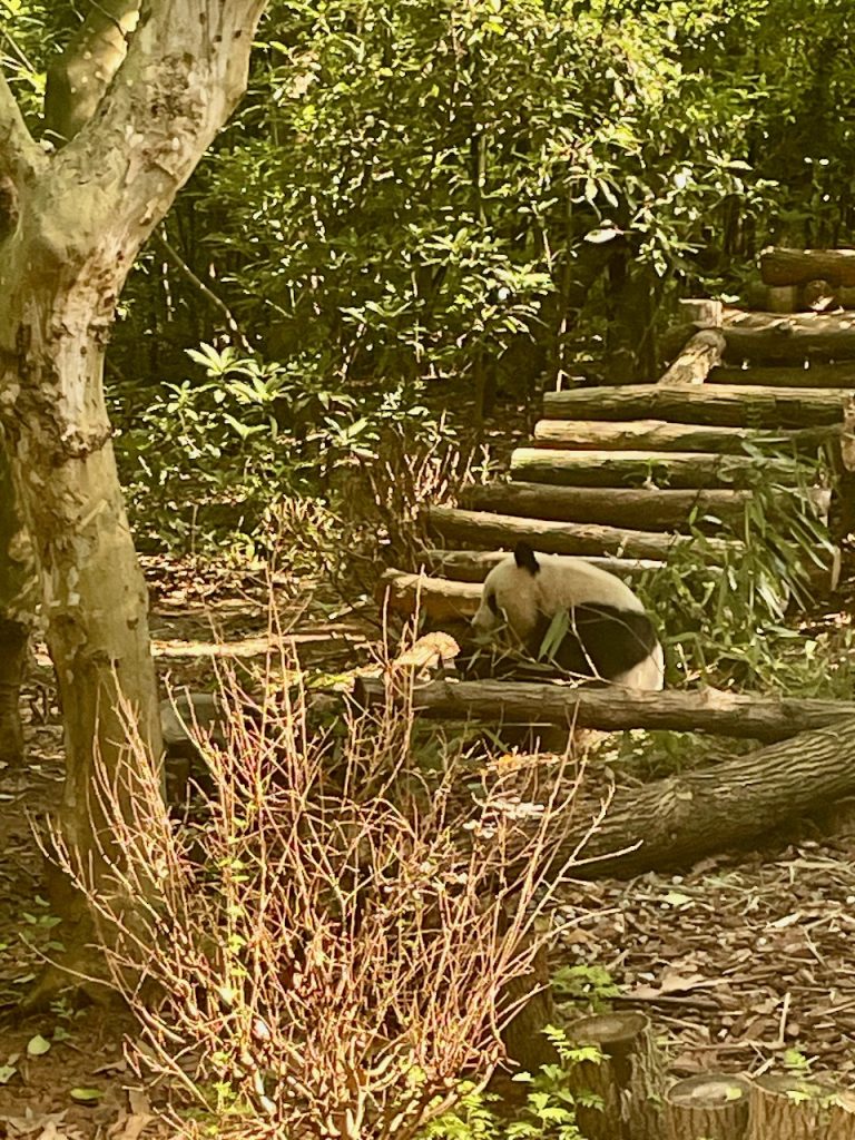 Panda Chengdu