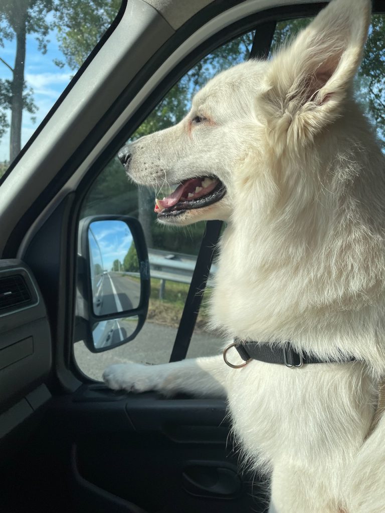 Buster in de auto