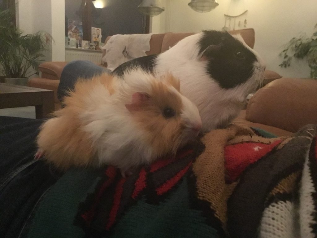 Cavia's