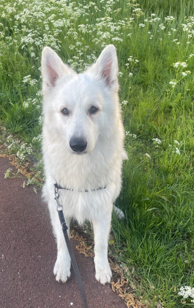 Zwitserse witte herder Buster
