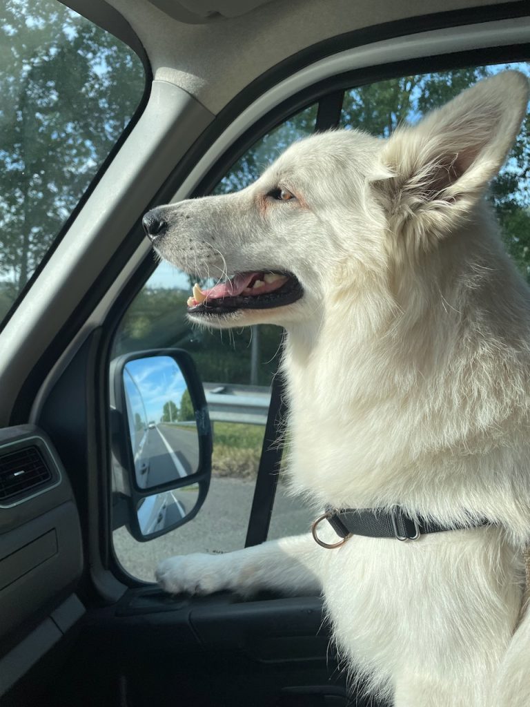 Zwitserse witte herder Buster