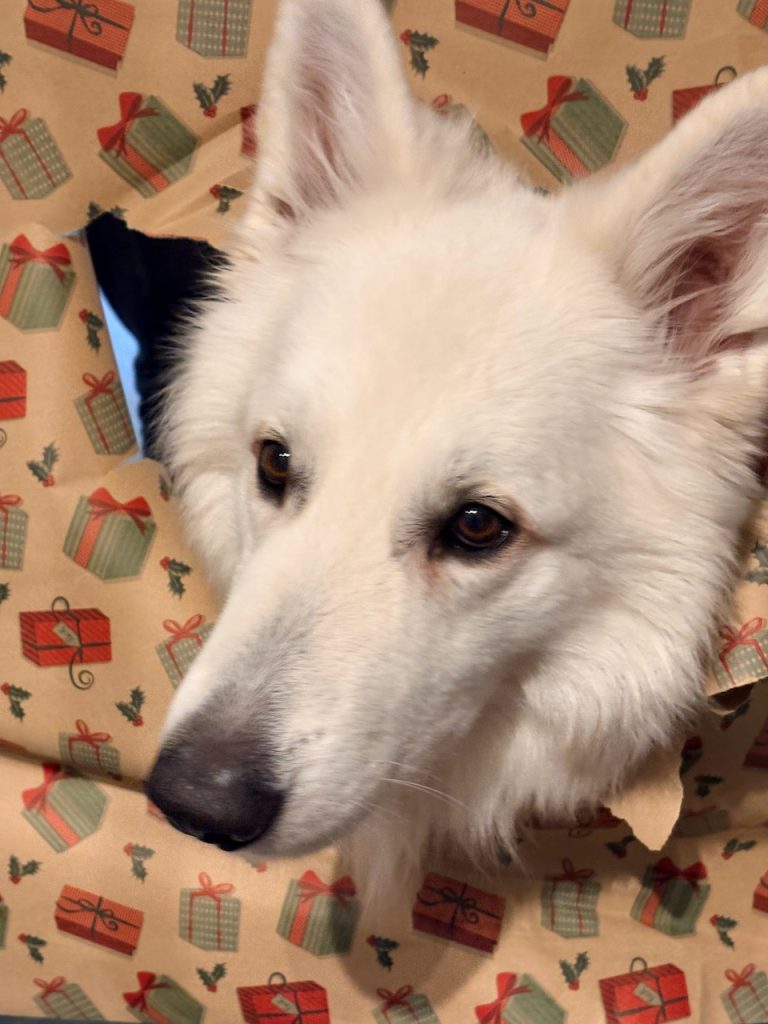 Zwitserse witte herder Buster