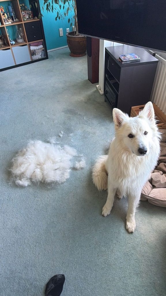 Zwitserse witte herder Buster